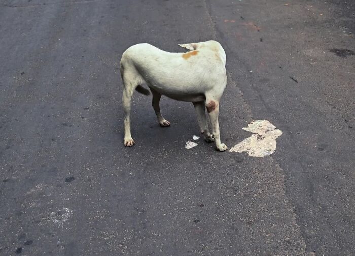 A lean, white street animal, possibly a dog, stands on a dark paved road. The animal has a patch of brown fur on its back and a small wound on its front leg. Its head is turned away from the viewer. The road is stained with white marks, suggesting spills or markings. This photo captures the strange reality of animals living on the streets.