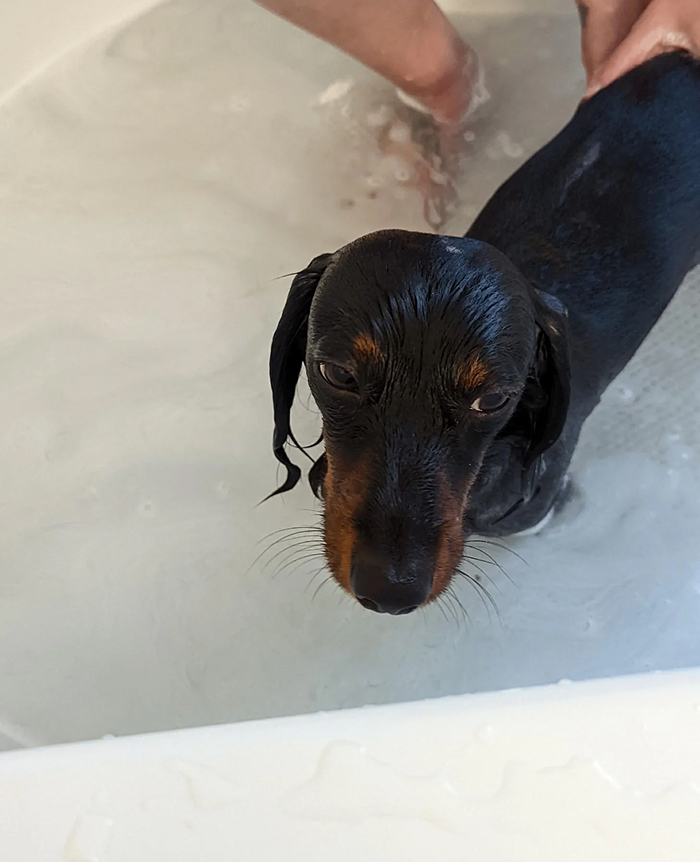 Wet dachshund dog being bathed in bathtub during bath time
