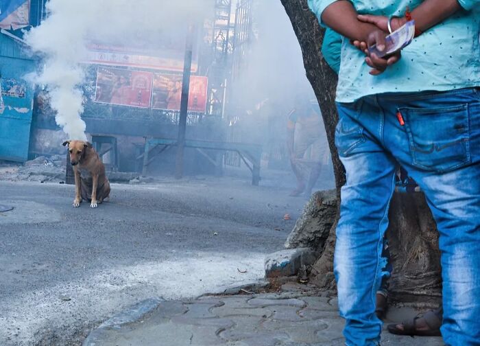 A brown stray dog sitting on a smoke-filled street, capturing the strange reality of animals living on the streets.