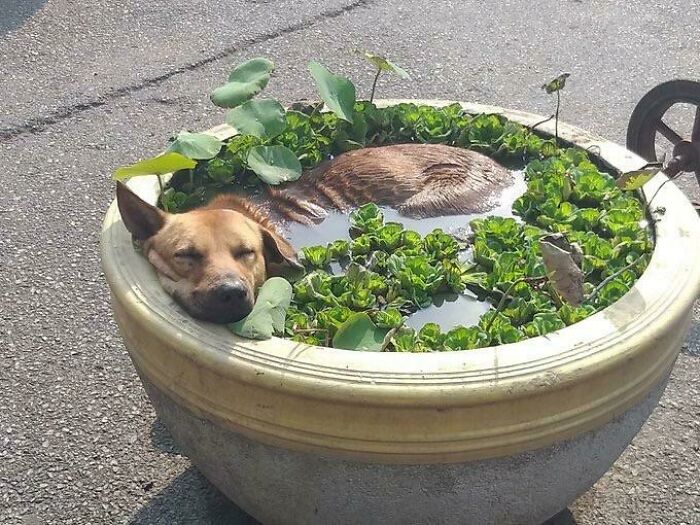 A dog sleeping submerged in a pot of water with aquatic plants, looking like a forbidden food.