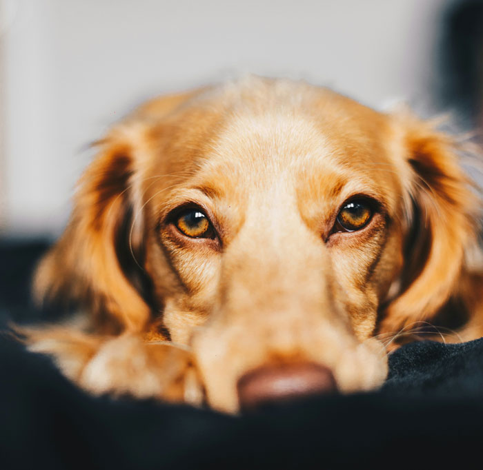 Close-up of a golden dog resting with soulful eyes