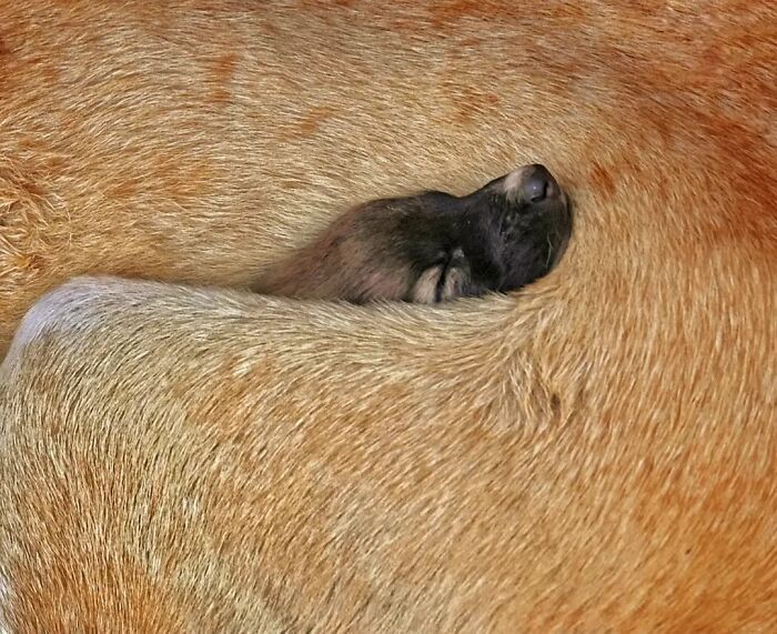 A small puppy nestled in the fur of a larger dog, showcasing animals living on the streets.