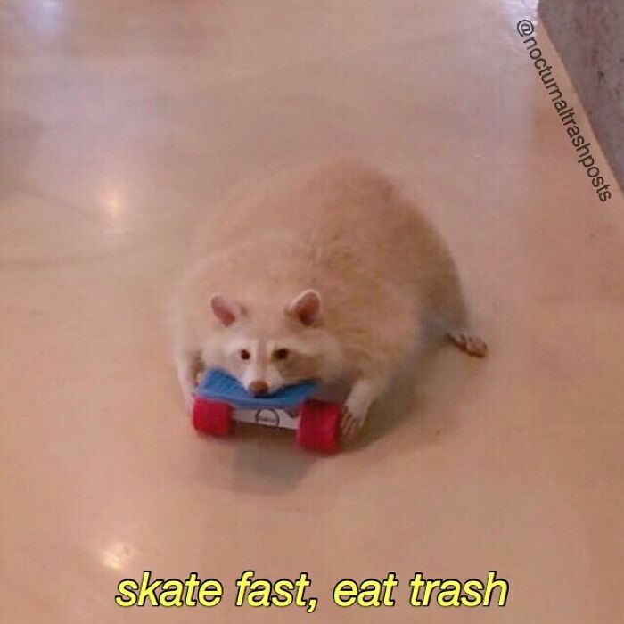 “Nocturnal Trash Posts”: 30 Of The Best Raccoon Memes This Dedicated Instagram Account Has To Offer
