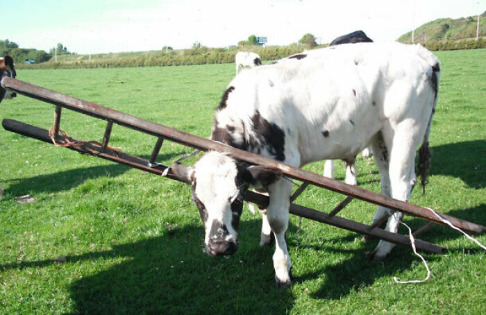 Cow
