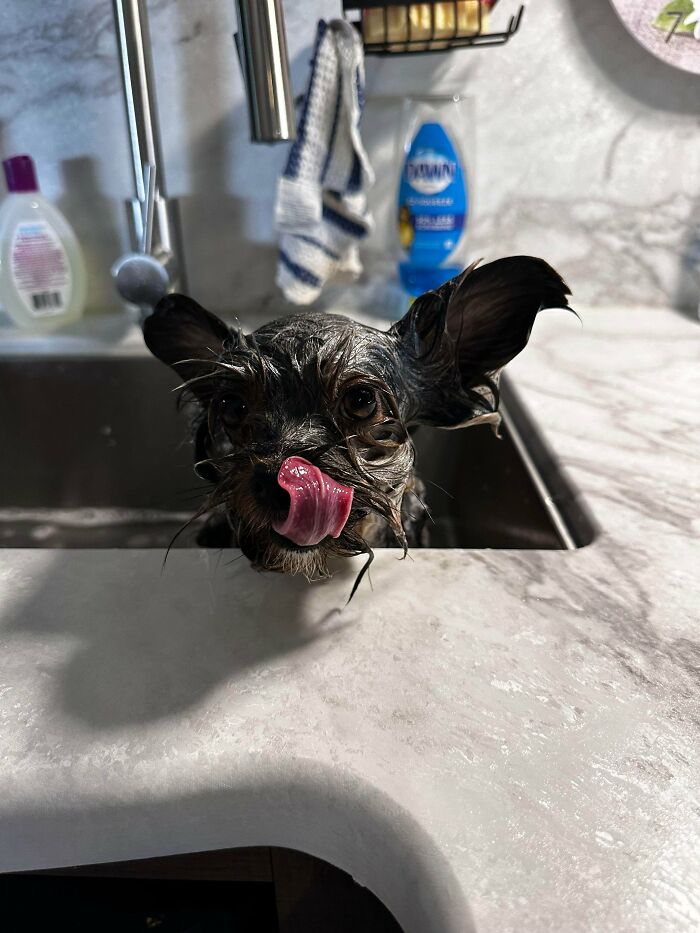 Wet dog licking lips while in kitchen sink bath
