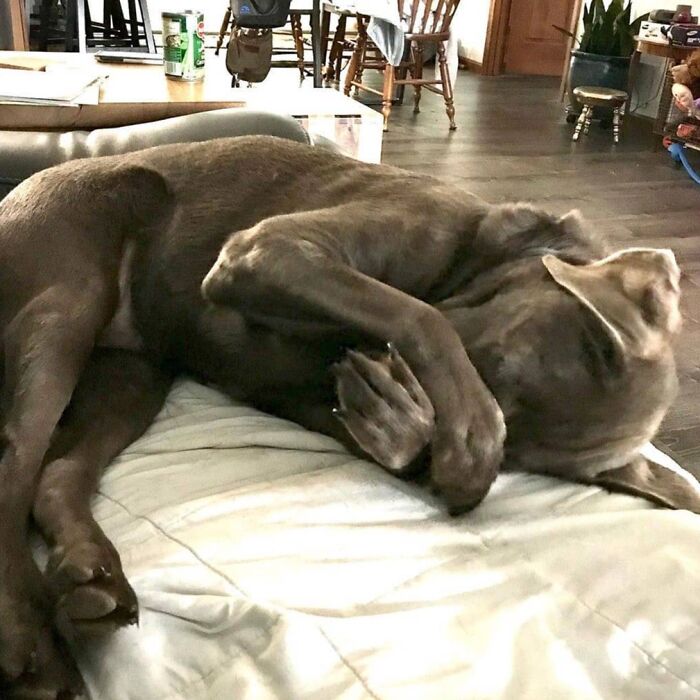 61 Derpy Dog Photos Shared By This Page That Prove Even The Cutest Pups Have Bad Angles
