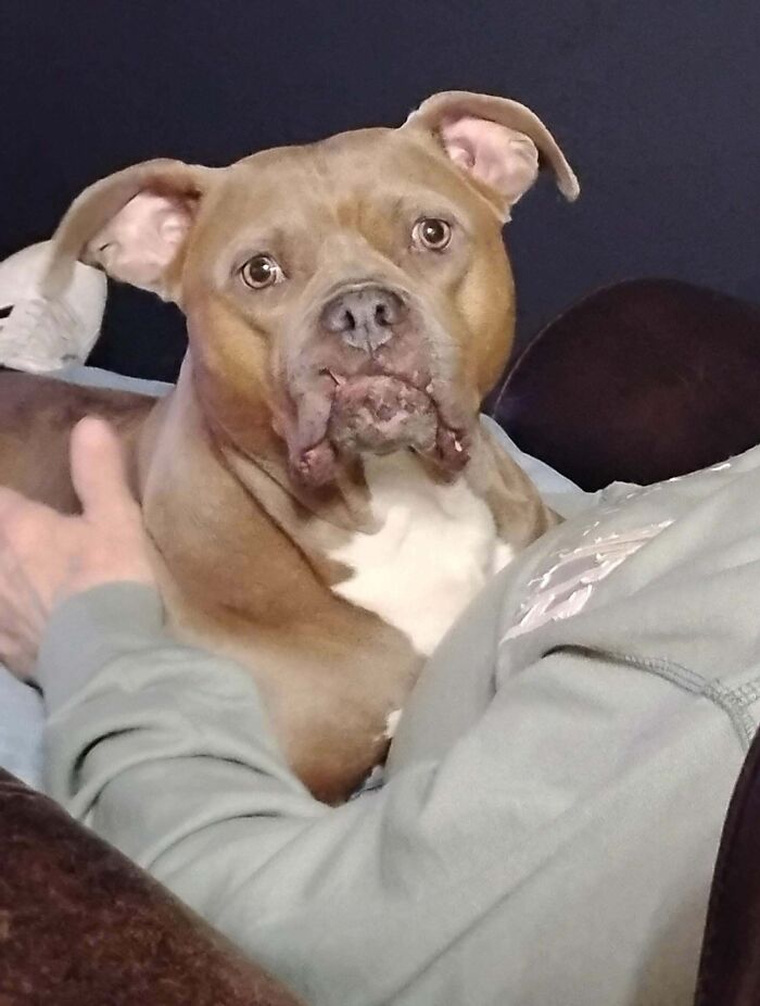 A brown pitbull derpy animal with a wrinkled snout looking directly at the camera with wide eyes, looking ridiculous.
