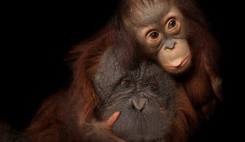 Joel Sartore sfotografował 18 000 gatunków dla Photo Ark — oto 31 jego najlepszych zdjęć