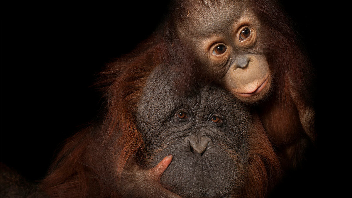 Joel Sartore sfotografował 18 000 gatunków dla Photo Ark — oto 31 jego najlepszych zdjęć