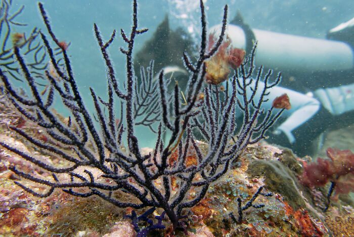 Isolated Tribe Can Swim Underwater For Long Hours, Which Has Developed A "New Mutant Gene"