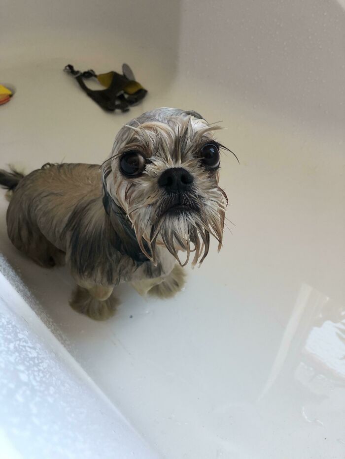 Wet dog in bathtub looking at owner with betrayed expression during bath time