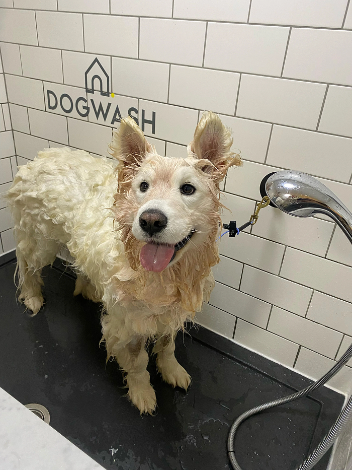 Happy dog standing in dog wash station during bath time