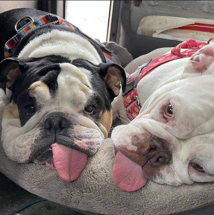 61 Derpy Dog Photos Shared By This Page That Prove Even The Cutest Pups Have Bad Angles