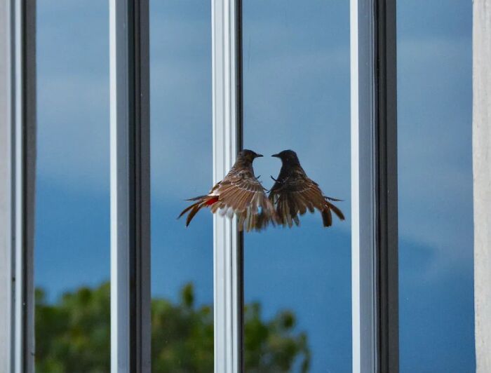 A bird reflected in a window, appearing to face itself, depicting the strange reality of animals living on the streets.