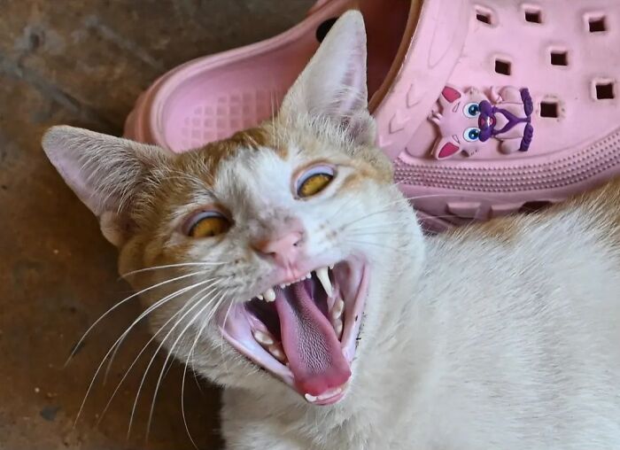 A ginger and white cat yawning widely, showing its teeth and tongue, portraying the strange reality of animals living on the streets.