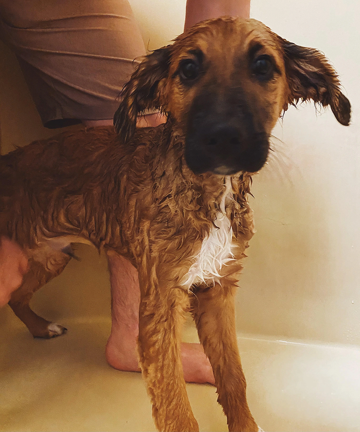 Wet brown dog in bathtub with bath time betrayal look on face