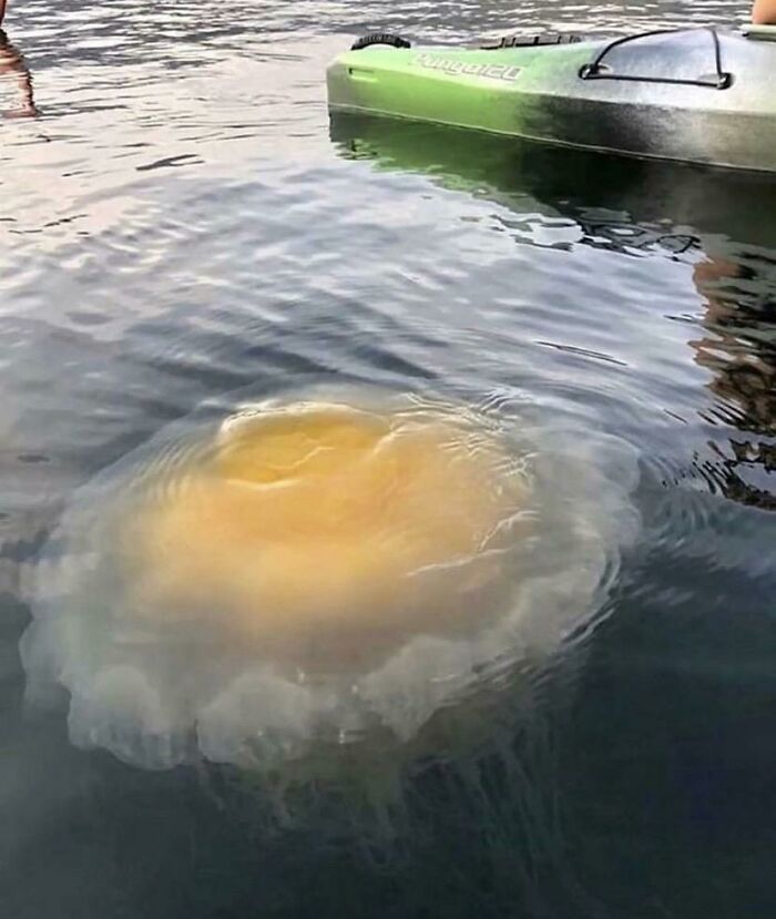 A large jellyfish near a kayak, an intriguing and potentially forbidden food or dangerous marine creature.