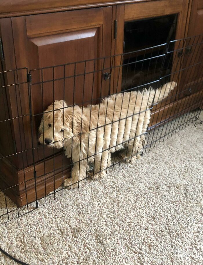 Our 3.5 Month Old Puppy Has Become Quite The Escape Artist. Caught Her Stuck In This Failed Attempt Today