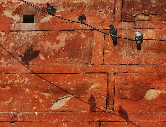Four pigeons perched on an electric wire with strong shadows on a textured red wall, showcasing animals living on the streets.