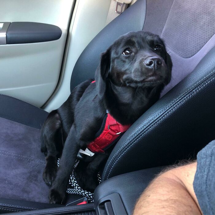 Just Adopted This Dude. His Name Is Tucker And He Is Good Boye