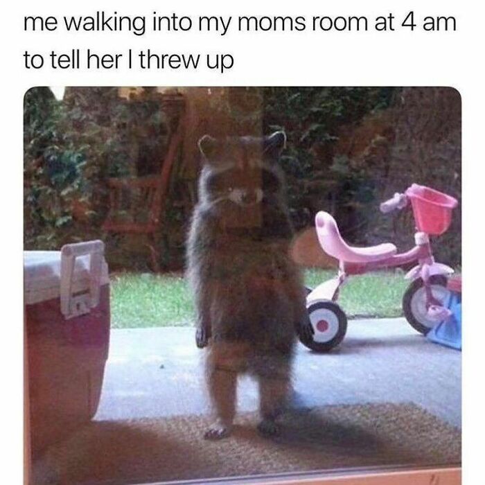 Raccoons Have Never Been More Relatable Than They Are In These 30 Dark Humor Memes