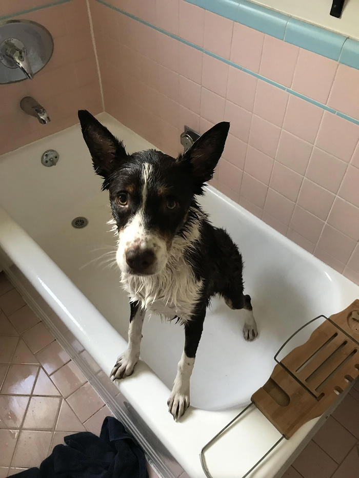Wet black and white dog standing in bathtub with sad eyes before bath time
