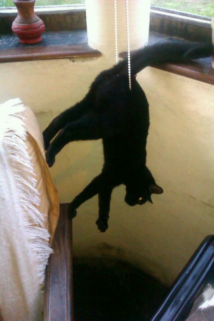 "My Cat Didn't Even Make It To The Blinds, But He Was Excited To See My Wife Come Home"