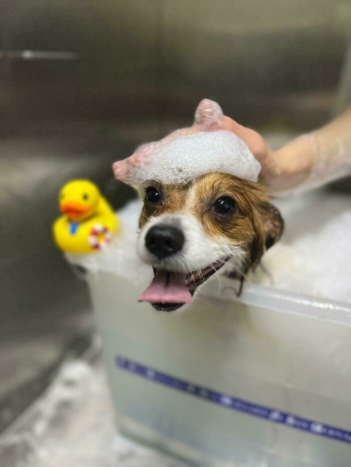 Happy dog with bubble foam hat and rubber duck in bath tub