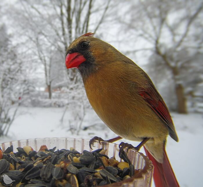 Woman Put a Camera On Bird Feeder In Her Yard, Here Is What It Has Caught (35 New Pics)