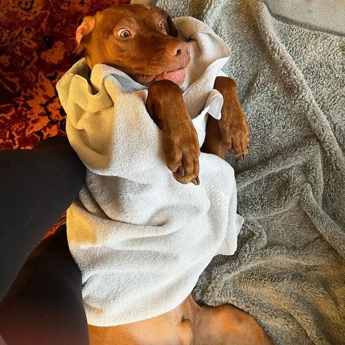 61 Derpy Dog Photos Shared By This Page That Prove Even The Cutest Pups Have Bad Angles