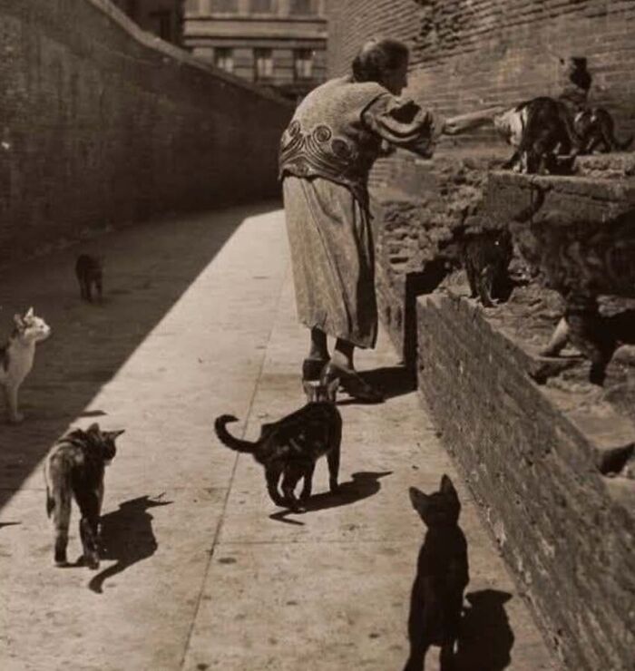 An elderly woman feeding stray felines in an alley, showcasing vintage cat photos of daily life