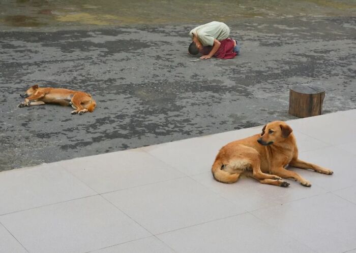 Two dogs and a person on the ground, depicting animals living on the streets.