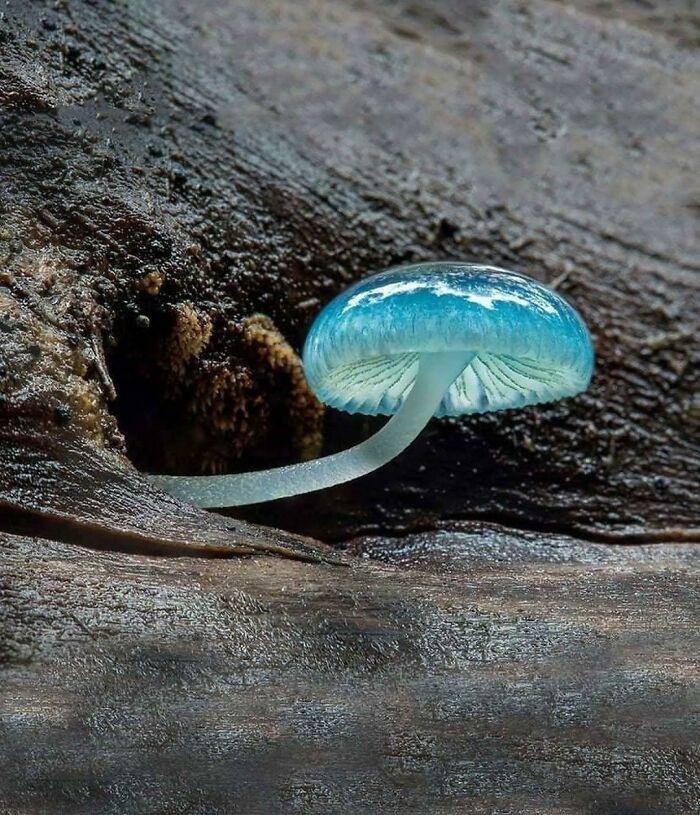 A glowing blue mushroom grows from a tree trunk, emanating an ethereal light. These are forbidden foods.