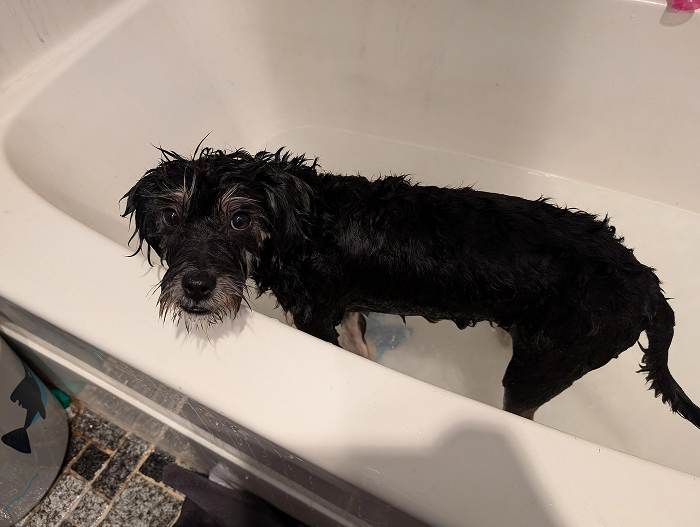 Black wet dog standing in bathtub looking unhappy during bath