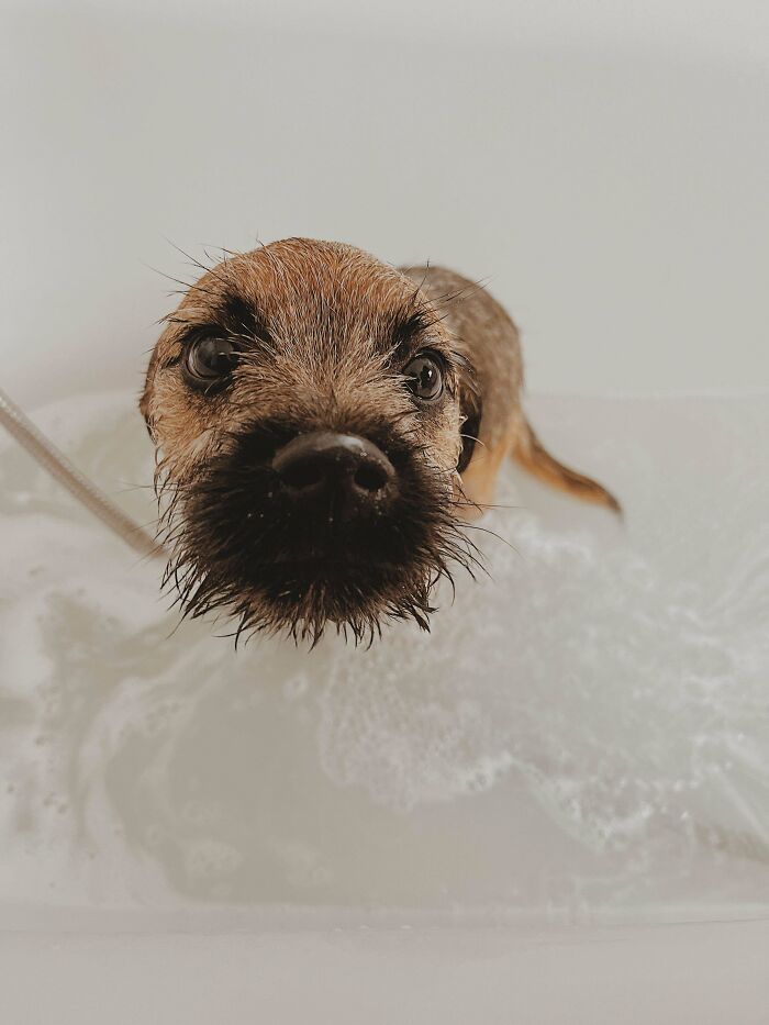 Closeup of small soaked dog in bathwater with betrayed look