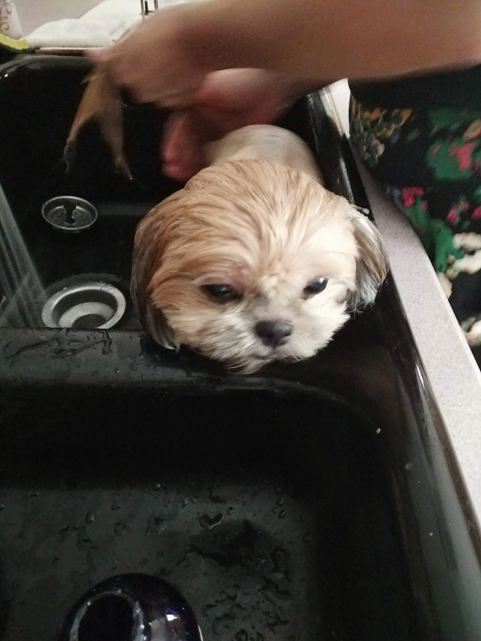 Small dog being groomed in sink during dog bath time
