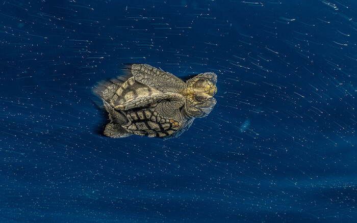 Wildlife photo of a small sea turtle swimming through deep blue ocean water.