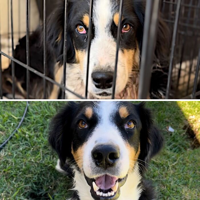 Before and after of neglected dog who became happy and healthy through animal rescue