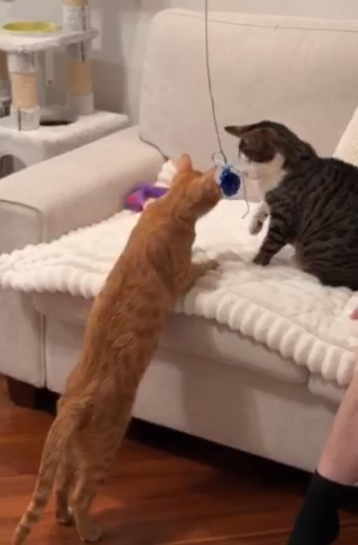 Two blind cats rescued from Lebanon play together on a cozy white couch.