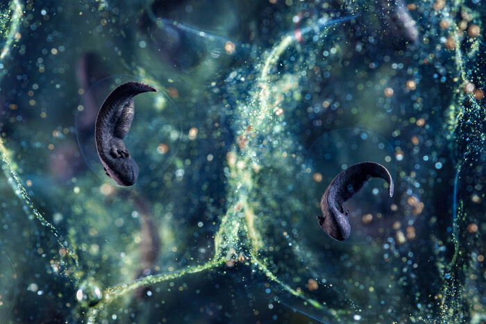 Wildlife photo of tadpoles swimming inside clear frog spawn underwater.