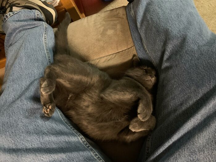 Lucy Gets Into Some Odd Positions When Napping