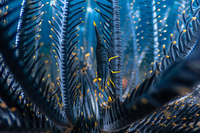 Wildlife photo of a tiny shrimp camouflaged inside a blue feather star in underwater nature.