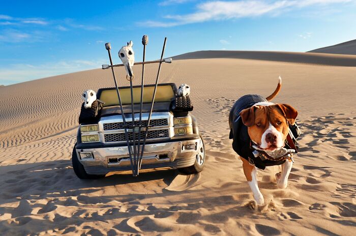 A photographer dog poses in a post-apocalyptic costume next to a custom truck in the desert.