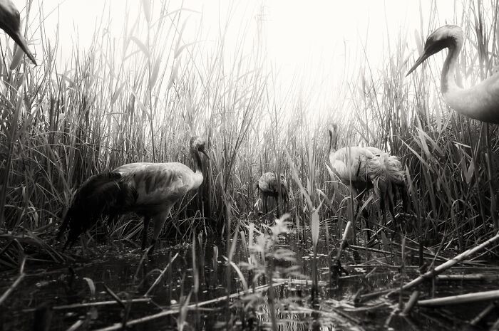 Black and white European Photography Contest wildlife photo of tall cranes wading through dense marsh reeds.