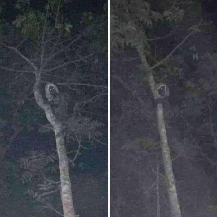 A glowing-eyed creature sits high in a tree, captured in a creepy real-life photo from a horror movie
