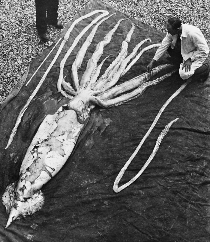 A giant squid laid out on a tarp, a massive specimen found at the bottom of the ocean