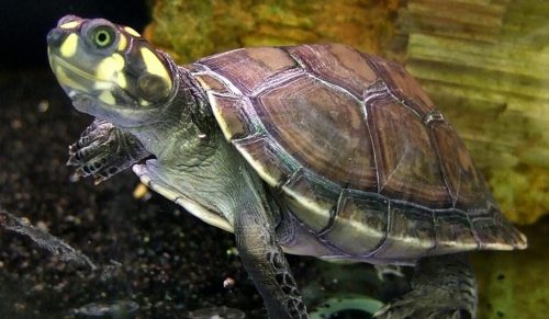 Siedem kobiet Siekopai łączy tradycję z technologią, aby chronić żółwiki w Ekwadorze