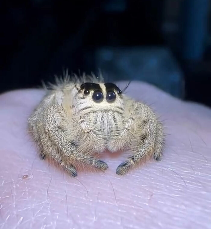 An adorable light brown jumping spider resting on a person’s hand with big dark eyes.
