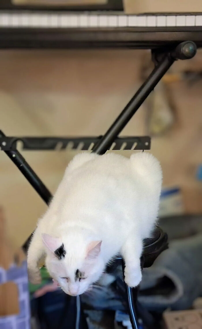 Oreo Was Having An Existential Crisis