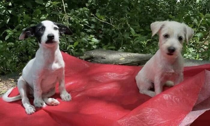 Two adorable abandoned puppies sitting on a red sheet with greenery in the background.